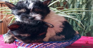 Biewer Yorkshire Terrier a la Pom Pon perros Cachorros Yorkshire y Biewer  - Anuncio 5