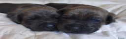 Cane Corso perros en venta: Cane corso  - Anuncio 1
