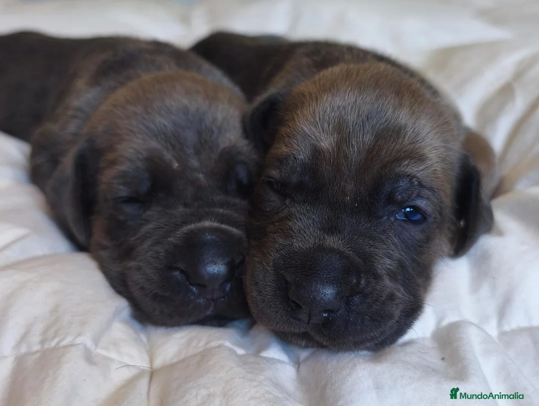 Cane Corso perros en venta: Cane corso  - Anuncio 1