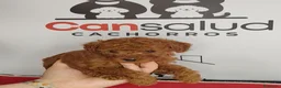 Caniche Toy perros en venta: Caniche Toy rojo pimenton - Anuncio 3