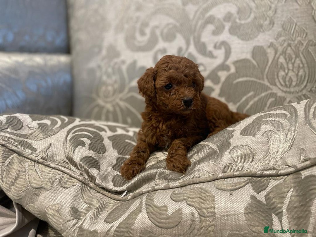 Caniche Toy perros en venta: caniche toy rojo - Imagen 2
