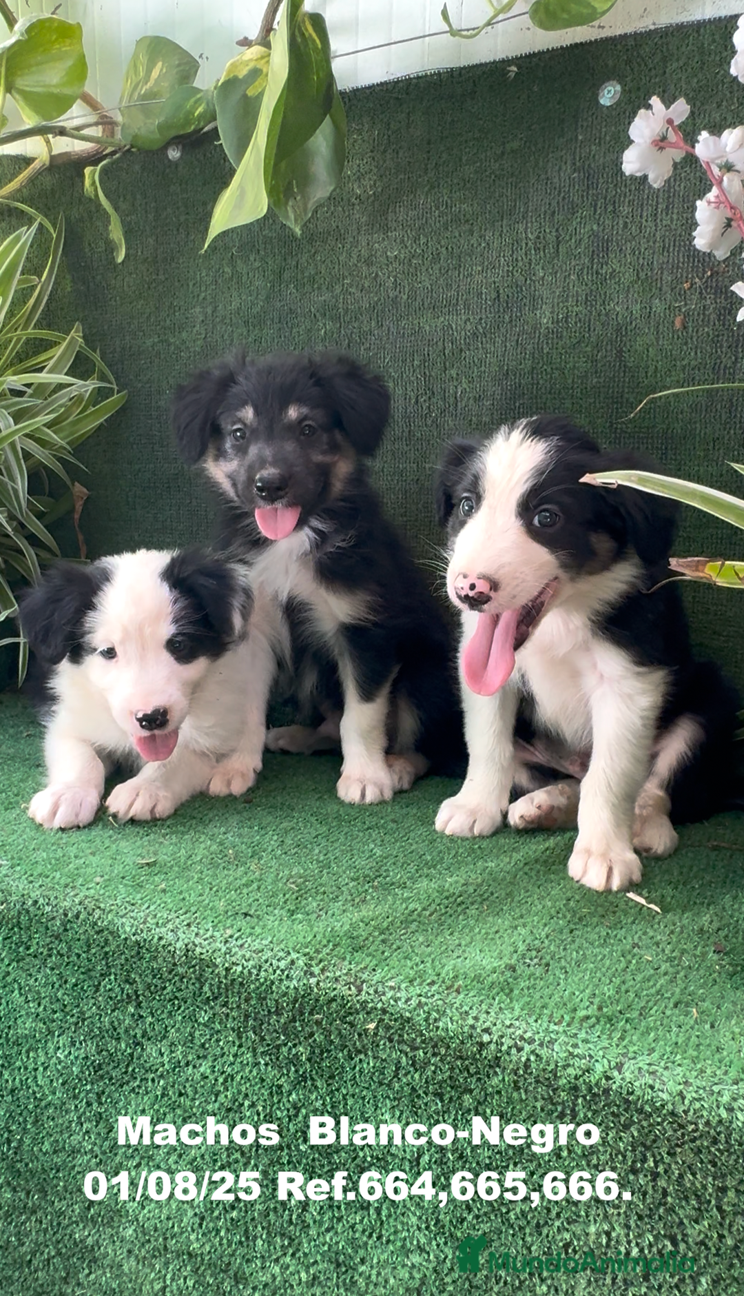 Border Collie perros en venta: Border Collie De Villa Biznaga - Imagen 7