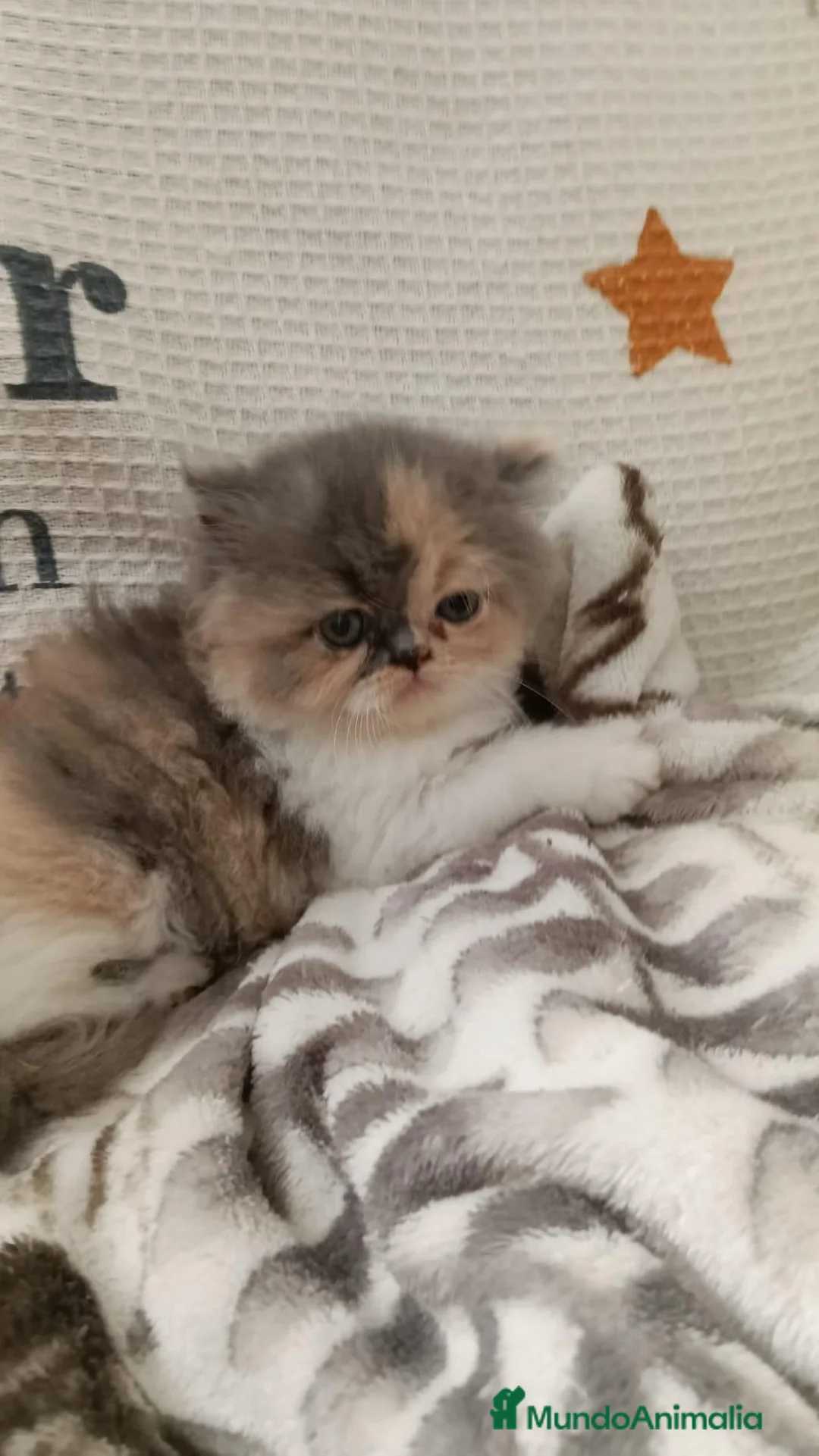 Persa gatos en venta: PERSA  - Anuncio 1