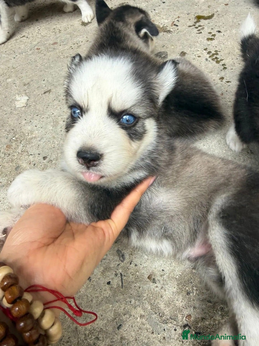 Husky Siberiano perros HUSKY PUPPY  - Anuncio 2
