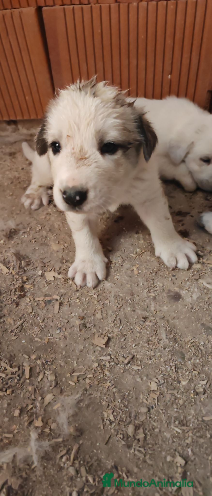 Mastín Español perros Mastín Español  - Anuncio 1