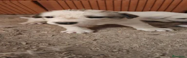 Mastín Español 1