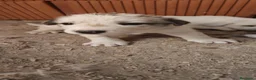 Mastín Español perros en venta: Mastín Español  - Anuncio 1