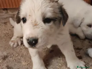 Mastín Español perros Mastín Español - Anuncio 3