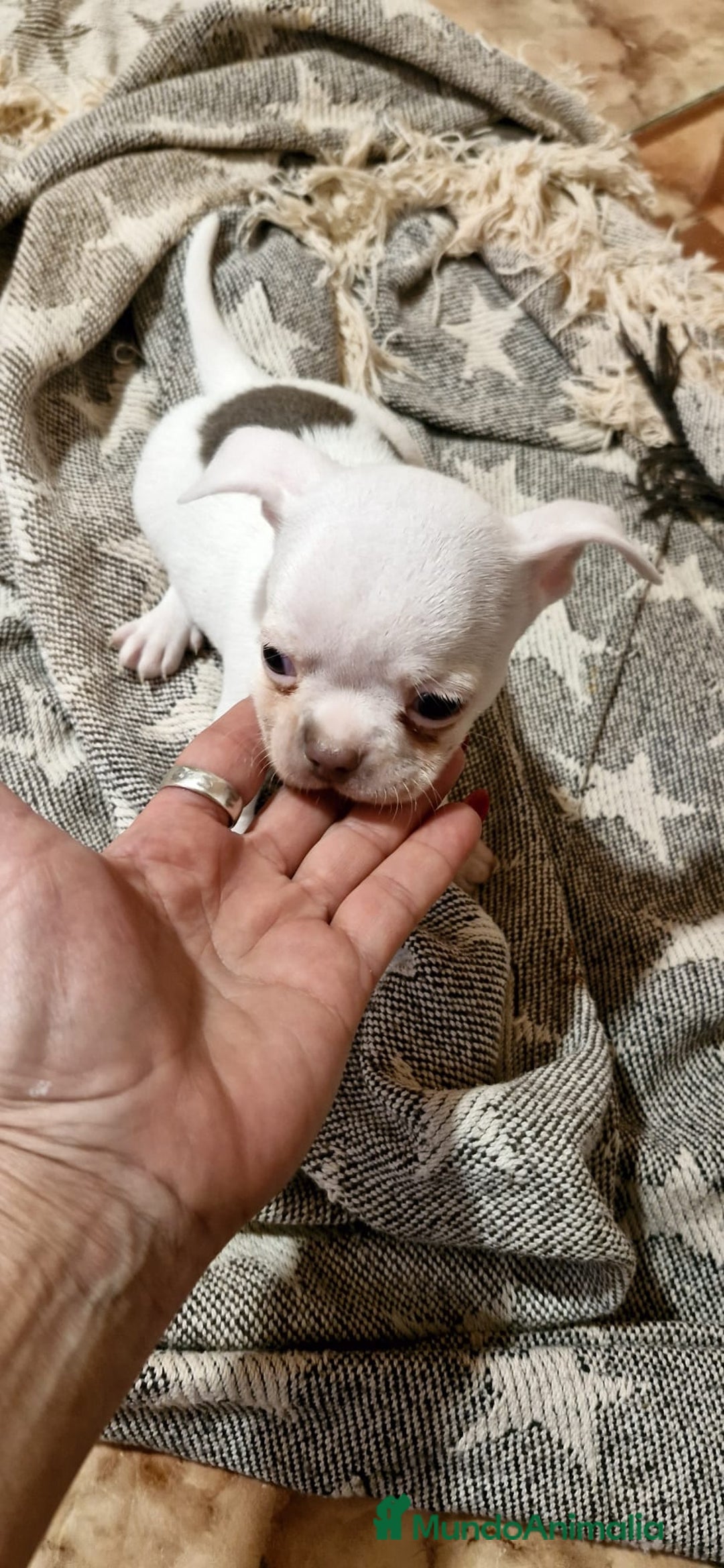 Chihuahua perros en venta: Chihuahua toy exclusivos - Anuncio 9