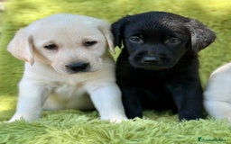 Labrador Retriever perros en venta: CAMADA DE LABRADOR RETRIEVER - Imagen 15