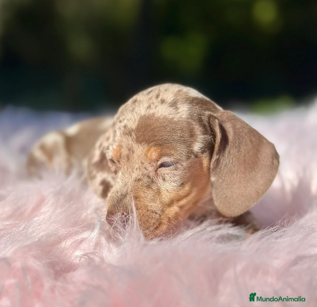 Teckel Miniatura perros en venta: TECKEL TOY LOS MAS PEQUEÑOS - Anuncio 4