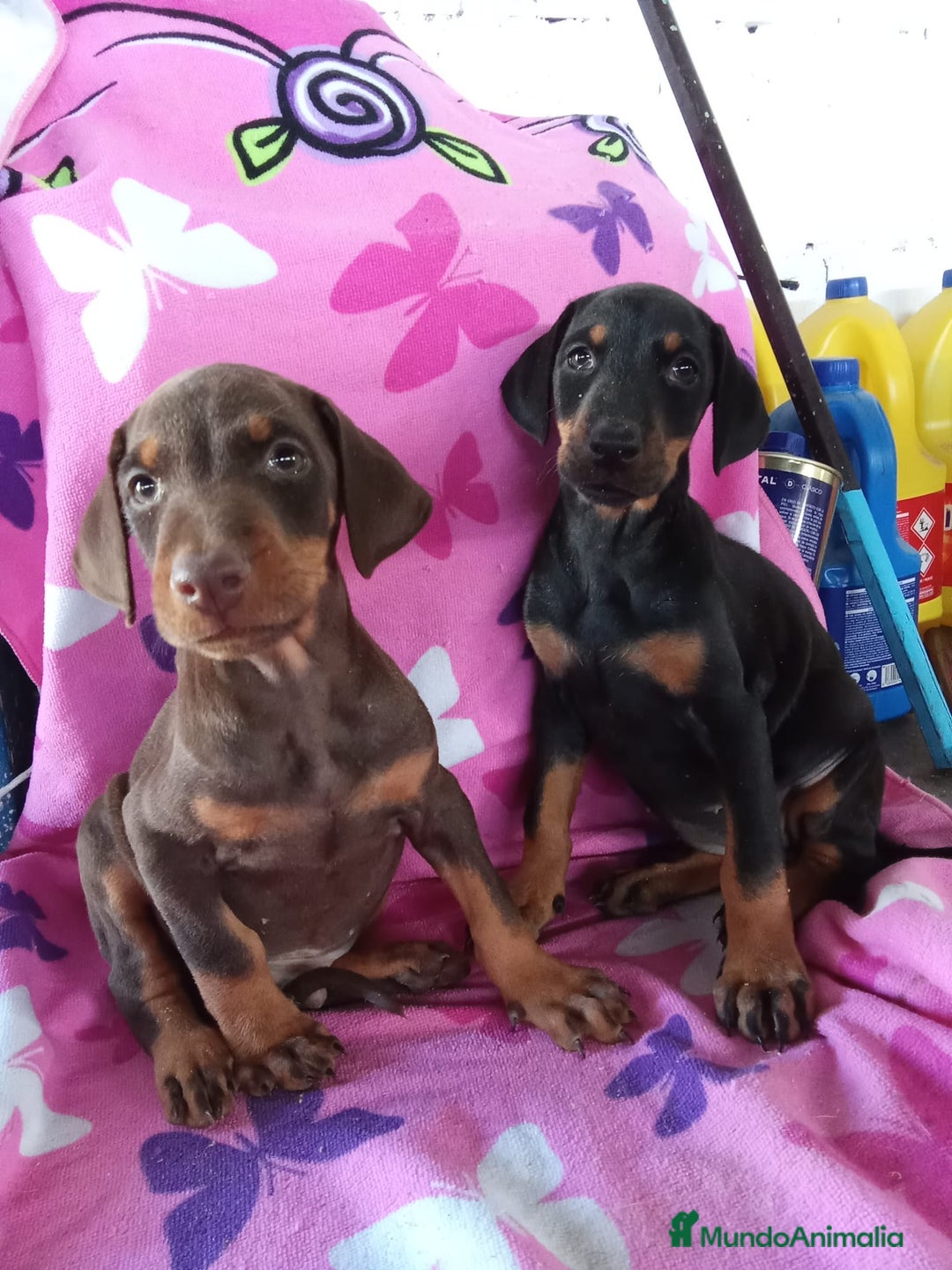 Dobermann perros en venta: Macho doberman chocolate  - Imagen 1