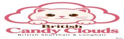 Británico de Pelo Corto gatos en venta: Próximas camadas British Shorthair | Candy Clouds - Anuncio 11