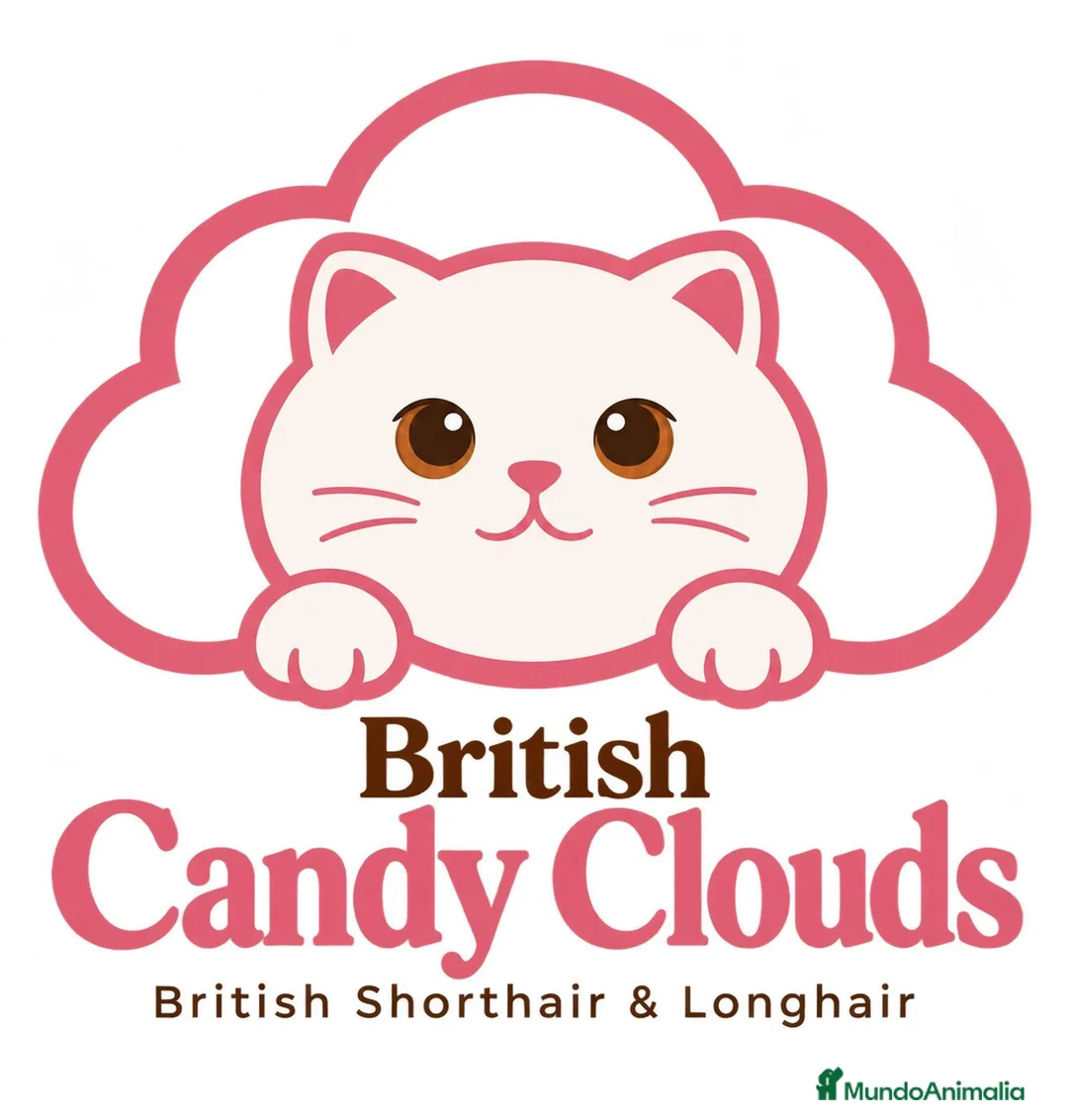 Británico de Pelo Corto gatos en venta: Próximas camadas British Shorthair | Candy Clouds - Anuncio 11