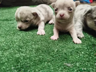 Chihuahua perros Preciosos chihuahuas exóticos línea rusa en Málaga - Anuncio 2