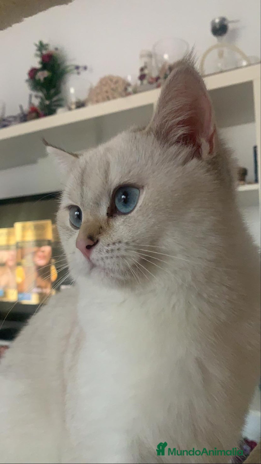 Británico de Pelo Corto gatos en venta: British shorthair - Anuncio 9