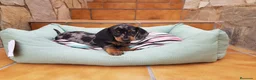 Teckel perros en venta: Teckel - Anuncio 5