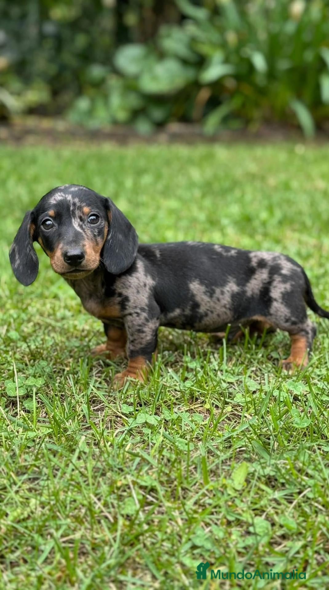 Teckel Miniatura perros Teckel Miniatura  - Anuncio 26