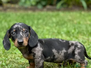 Teckel Miniatura perros Teckel Miniatura - Anuncio 26
