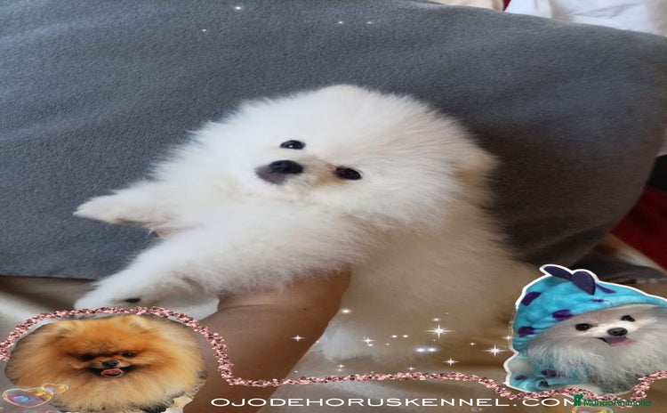 Pomerania perros - Anuncio 3