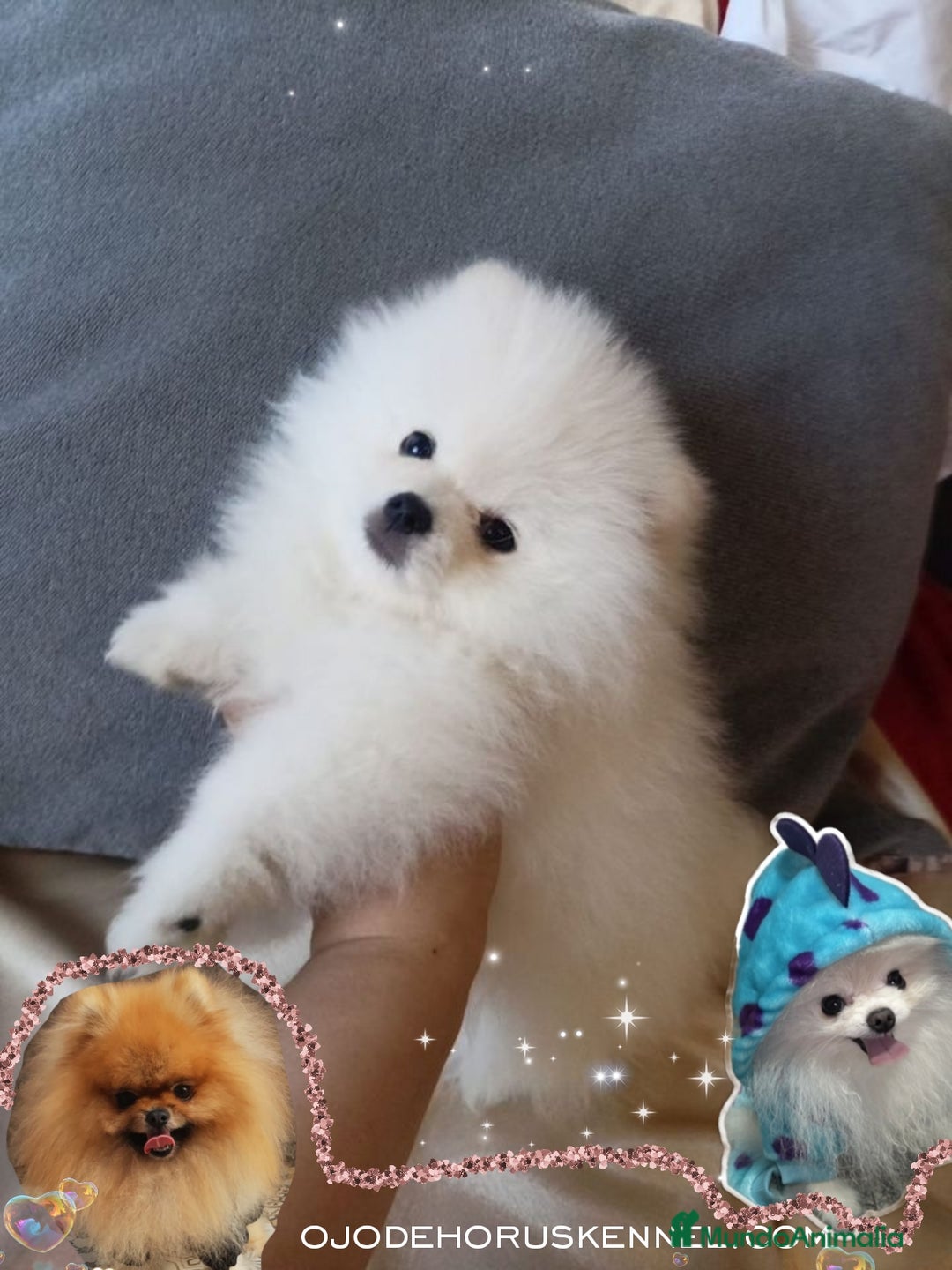 Pomerania perros en venta: Macho pomerania ositos exóticos blanco  - Imagen 1