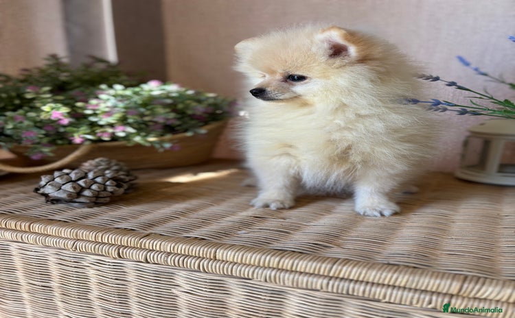 Pomerania perros Pomerania Macho con todas las vacunas!! - Anuncio 2