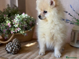 Pomerania perros Pomerania Macho con todas las vacunas!! - Anuncio 2