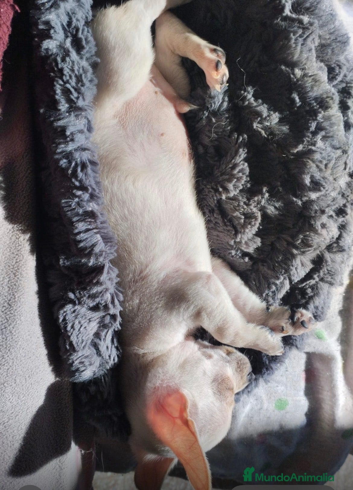 Chihuahua perros Chihuhua mini  - Anuncio 4