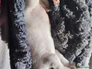 Chihuahua perros Chihuhua mini - Anuncio 4