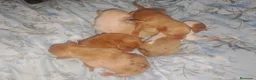 Chihuahua perros en venta: Disponible camada Merle y Merle fantasma  - Anuncio 3