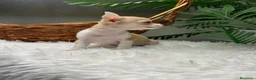 Chihuahua perros en venta: CHIHUAHUA HEMBRA - Anuncio 23