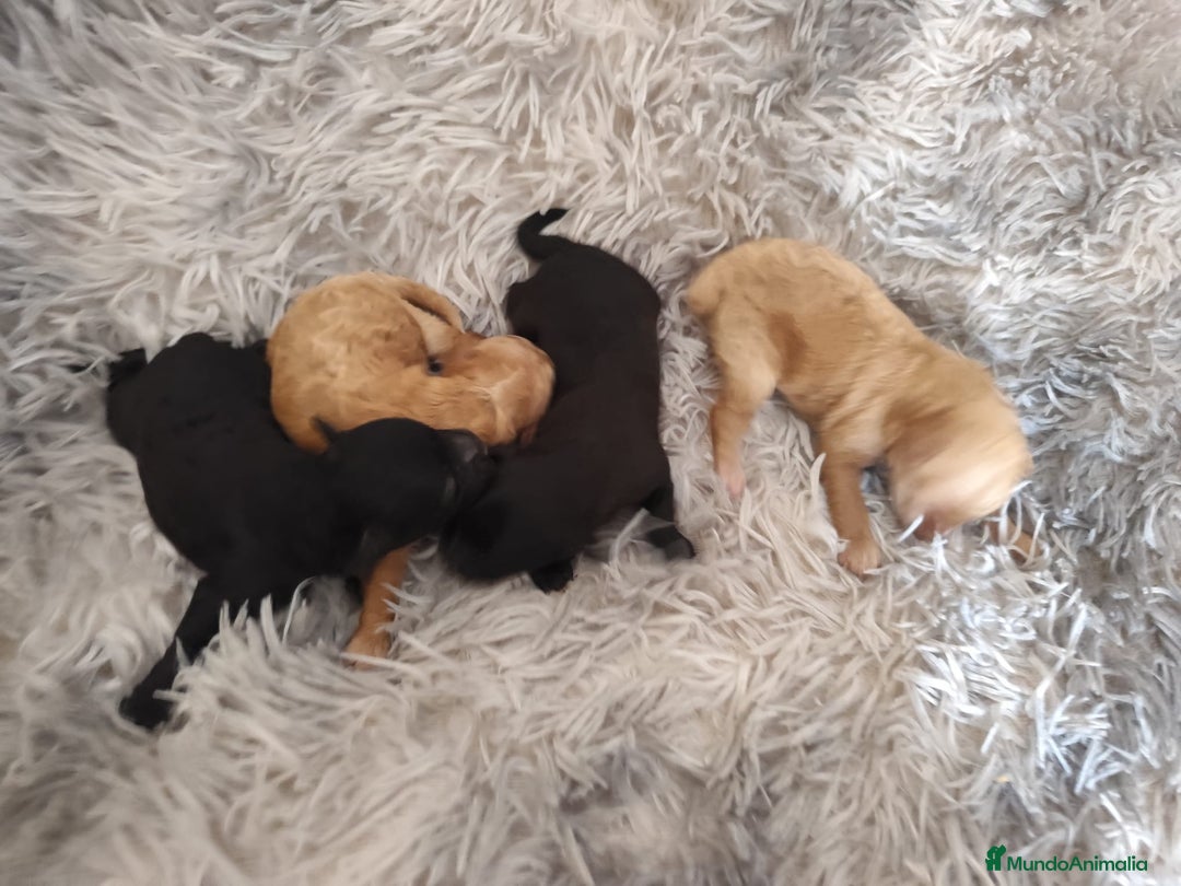 Caniche Toy perros en venta: Caniche toy  - Anuncio 4