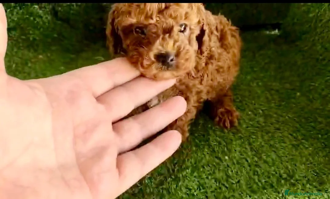 Caniche Toy perros en venta: Caniche toy - Anuncio 2