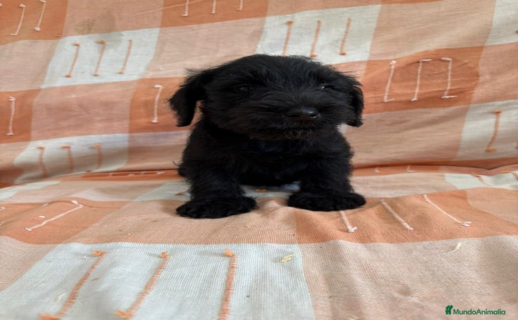 Schnauzer Mediano perros - Anuncio 1