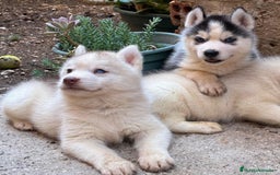 Husky Siberiano perros en venta: Husky siberiano  - Imagen 6