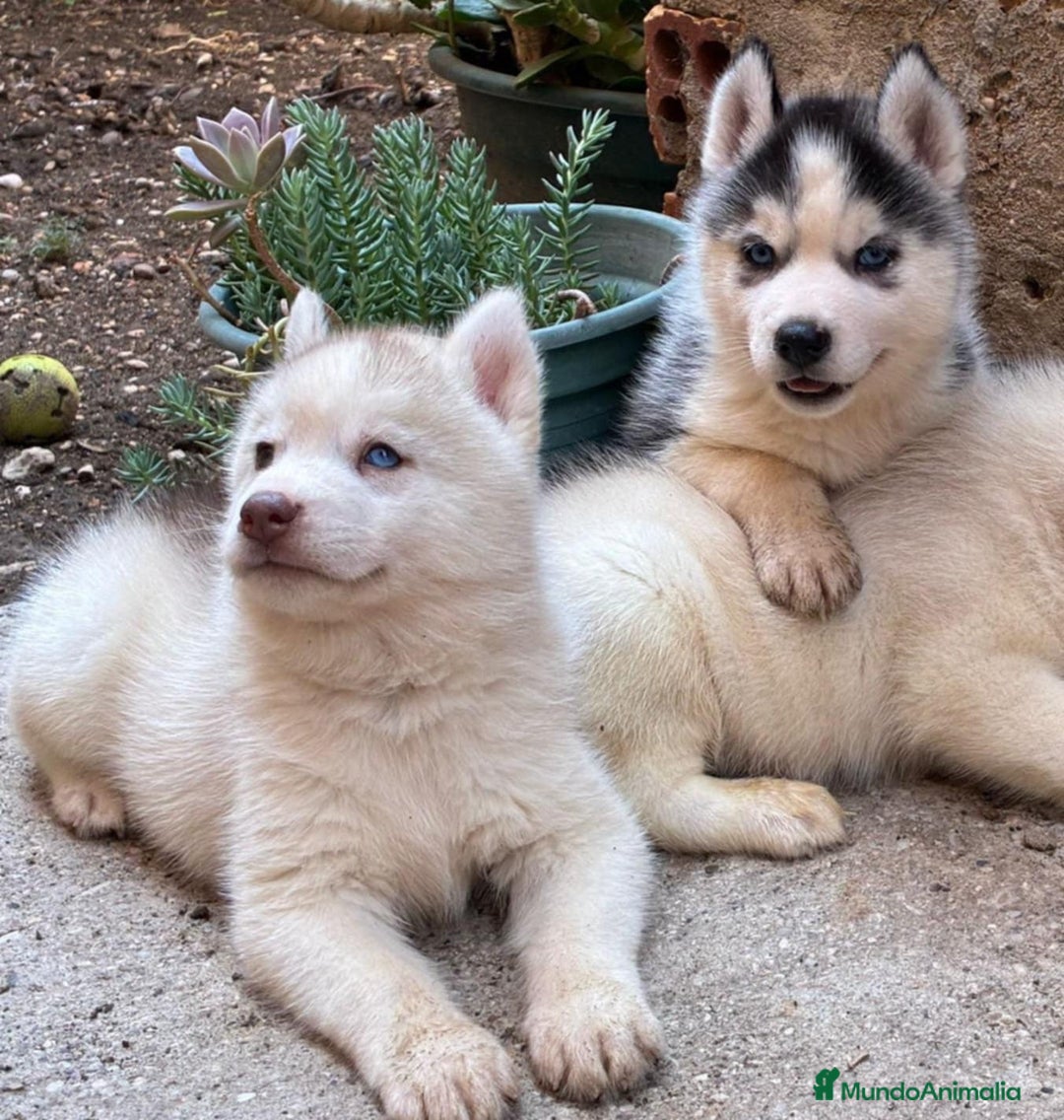 Husky Siberiano perros en venta: Husky siberiano  - Imagen 6