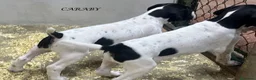 Pointer perros en venta: Benidorm Caraby pointer inglés  - Anuncio 4