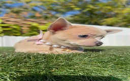 Chihuahua perros en venta: CHIHUAHUA HEMBRA - Anuncio 9