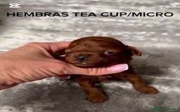 Caniche Toy perros en venta: ASIATICAS 100% HEMBRAS MIRCO/TEA CUP/TOY - Imagen 1