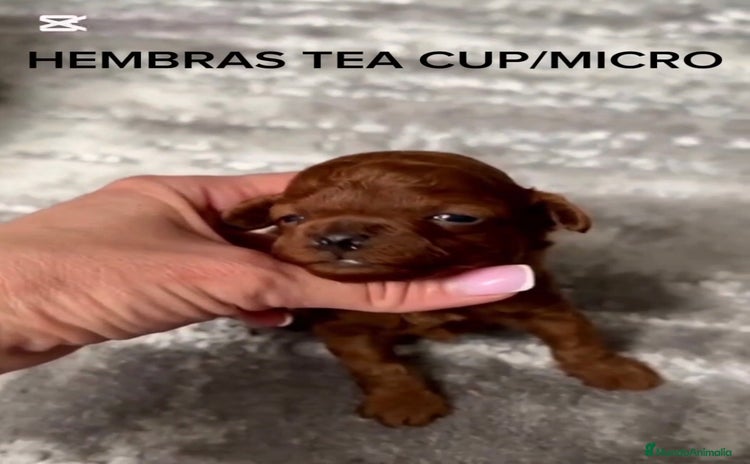 Caniche Toy perros - Anuncio 4