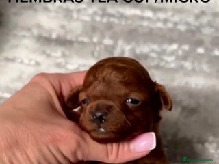 Caniche Toy perros - Anuncio 24