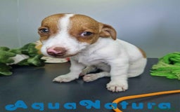 Jack Russell Terrier perros en venta: Jack Russel Hembra JMU 7731 AQUANATURA - Imagen 8