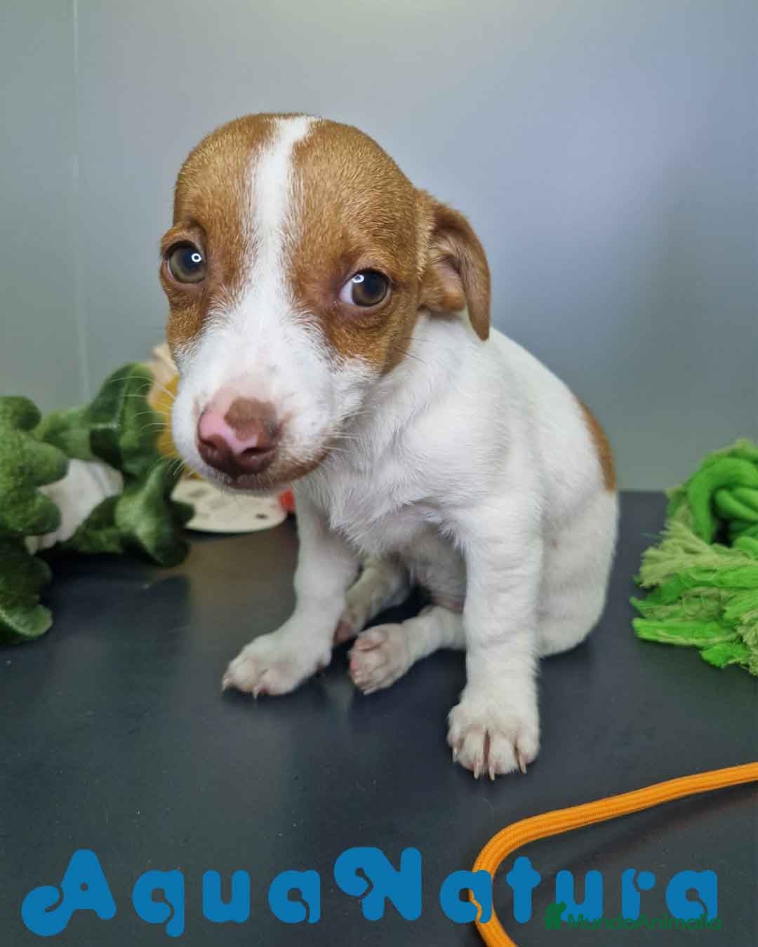 Jack Russell Terrier perros en venta: Jack Russel Hembra JMU 7731 AQUANATURA - Imagen 8