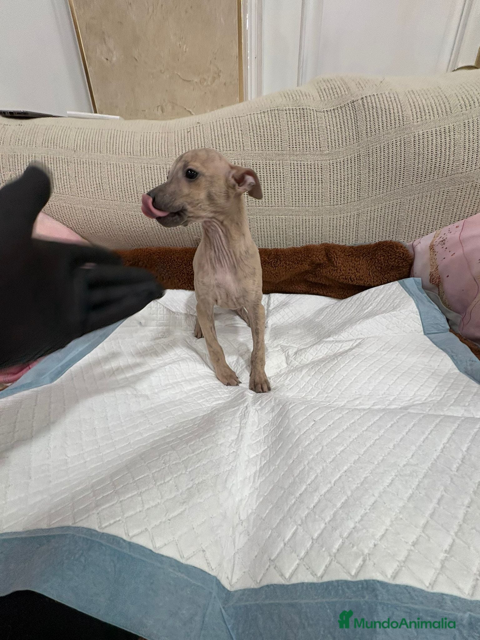 Whippet perros Whippet  - Anuncio 1