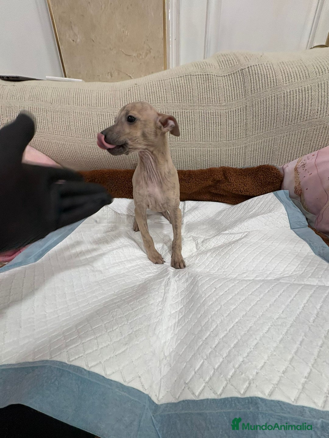 Whippet perros en venta: Whippet  - Anuncio 1
