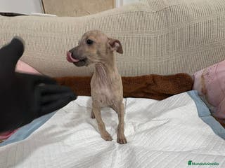Whippet perros Whippet - Anuncio 6