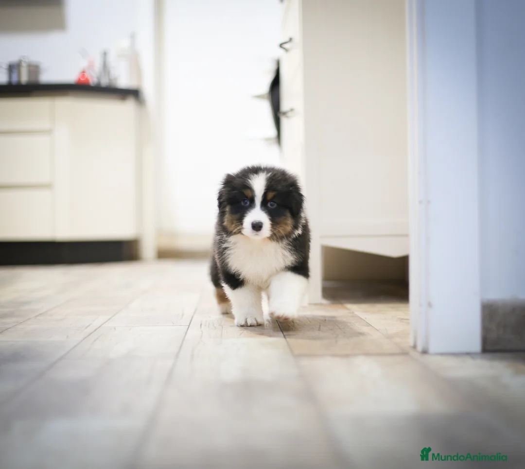 Pastor Australiano perros en venta: Cachorros de Pastor australiano  - Anuncio 4