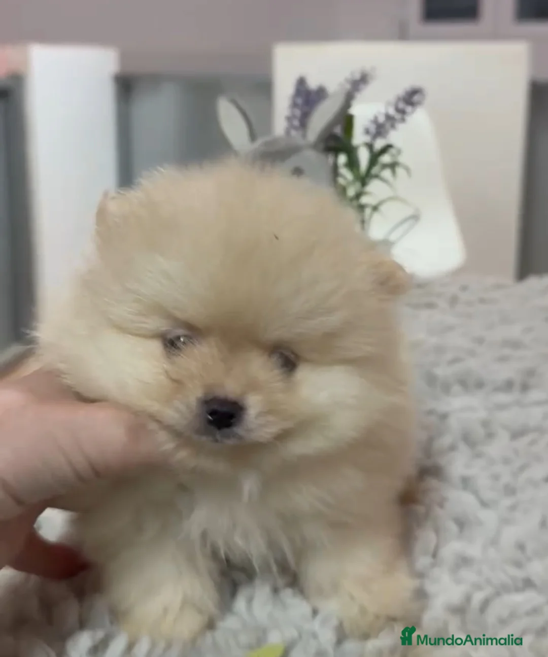 Pomerania perros en venta: Pomerania miniatura  - Anuncio 1