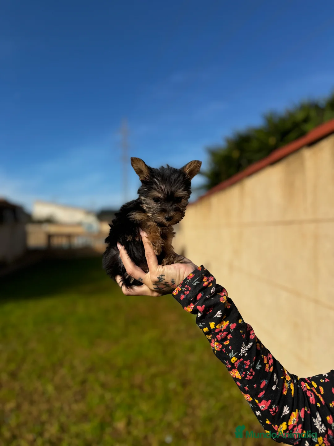 Yorkshire Terrier perros en venta: Yorkshire Toy en Illes Balears - Anuncio 4