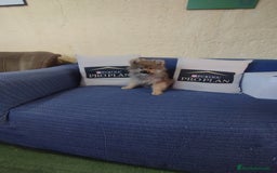 Pomerania perros en venta: Cachorro pomerania  - Anuncio 1